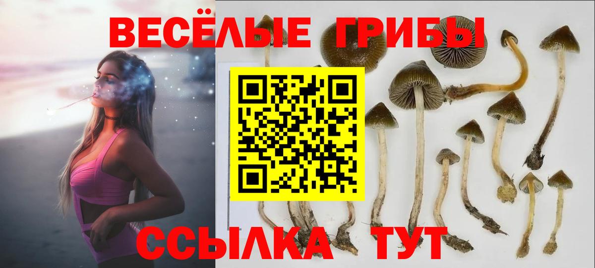 Псилоцибиновые грибы Psilocybine cubensis Обнинск